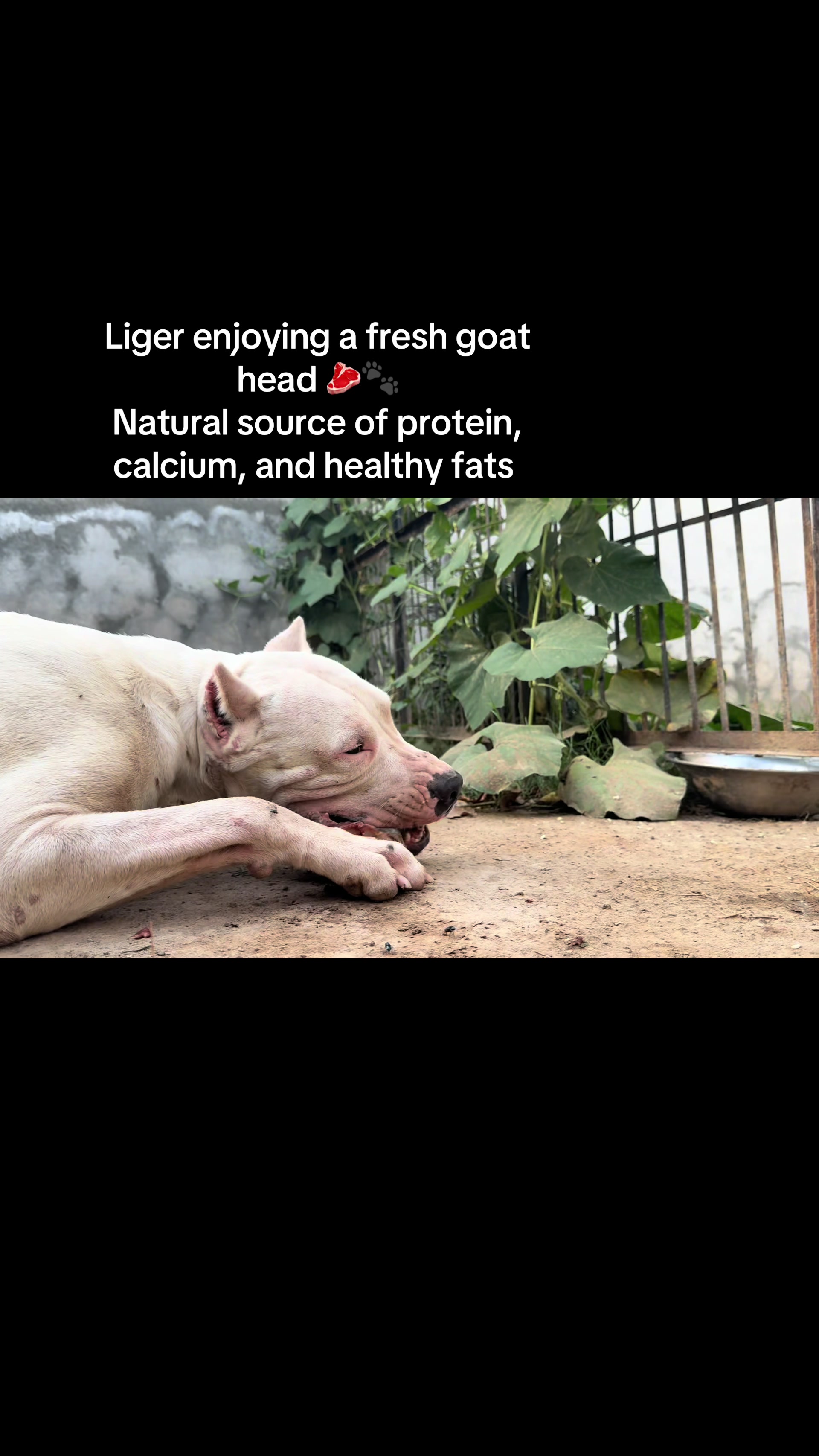 @LIGER the DOGO ARGENTINO