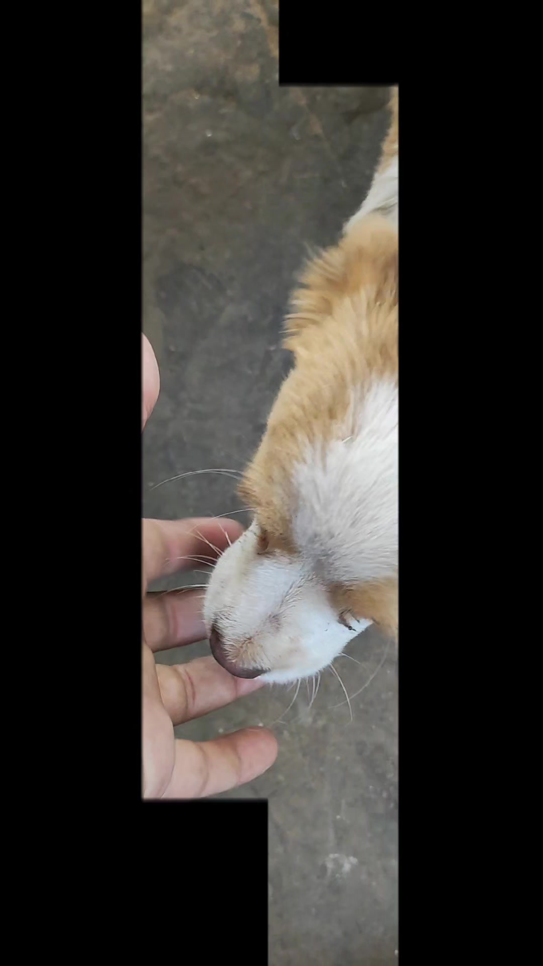 @Que bonito es lo 🐺 bonito🤠
