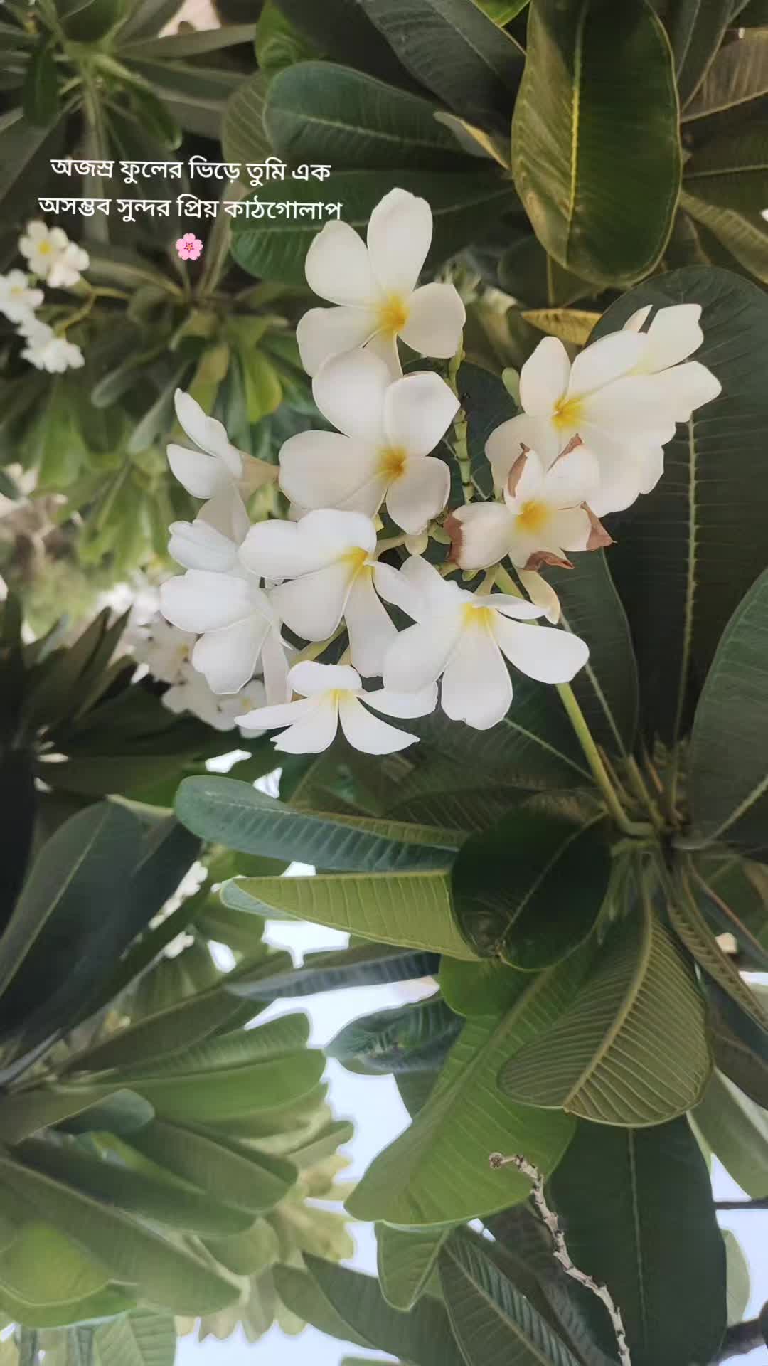 @মনভোলা পন্ডিত❤️❤️