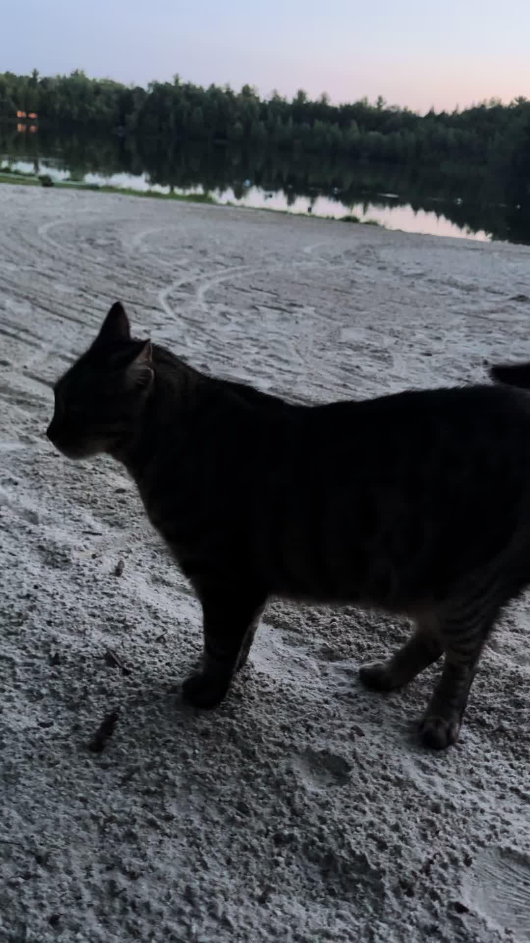 @Coby the Cat 🐾