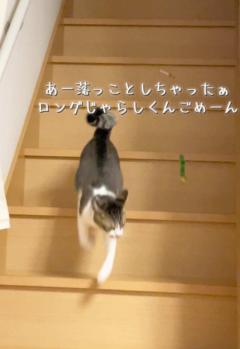 @ねこまみれ