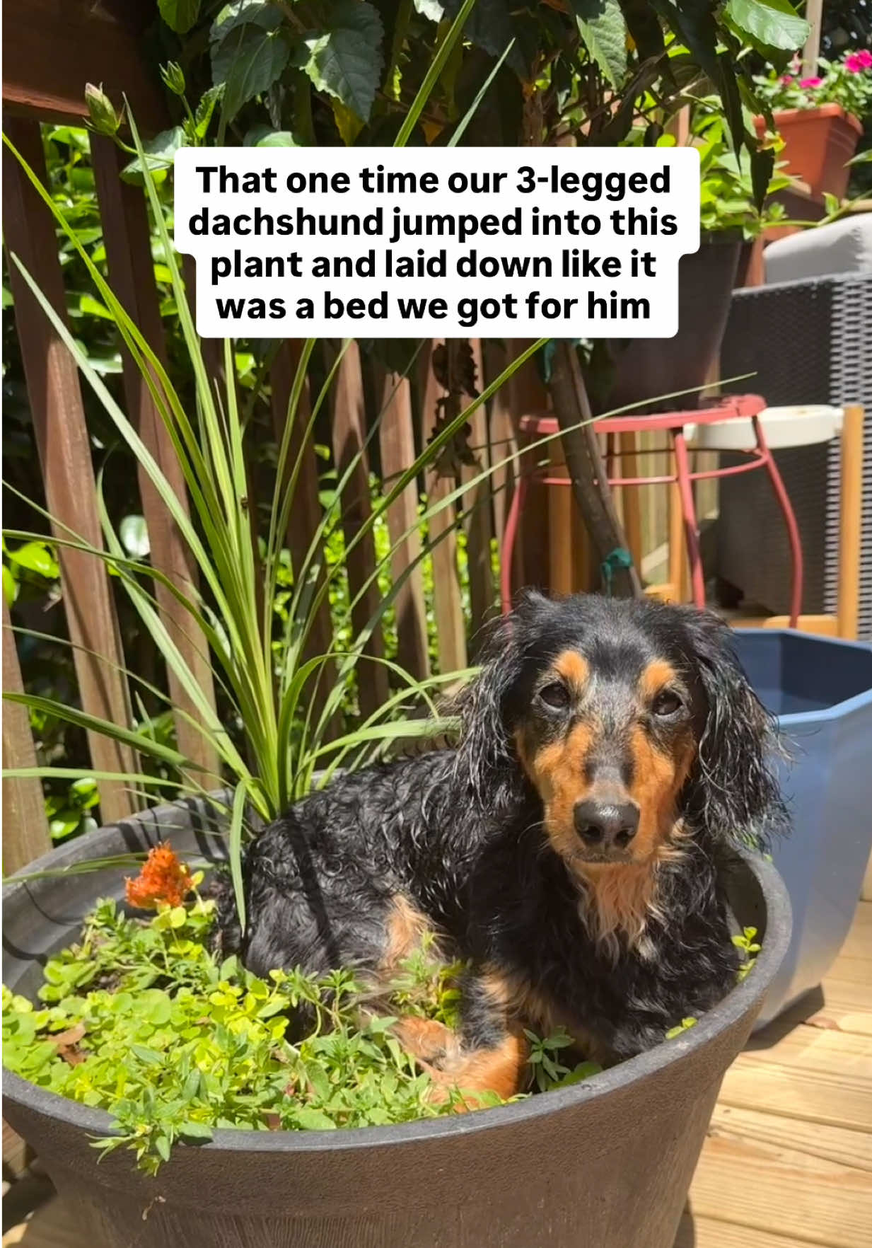 @Henry the mini dachshund