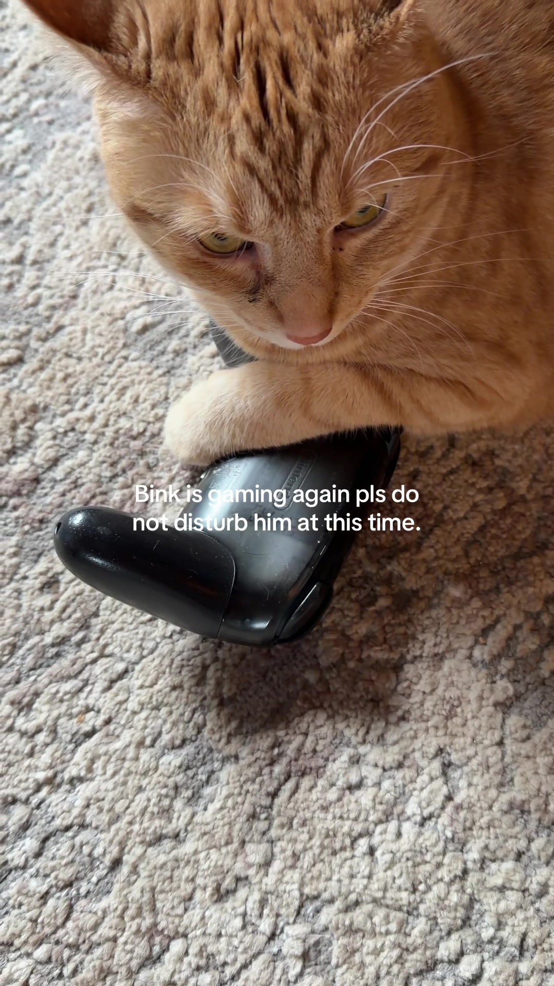 @bink the big orange cat
