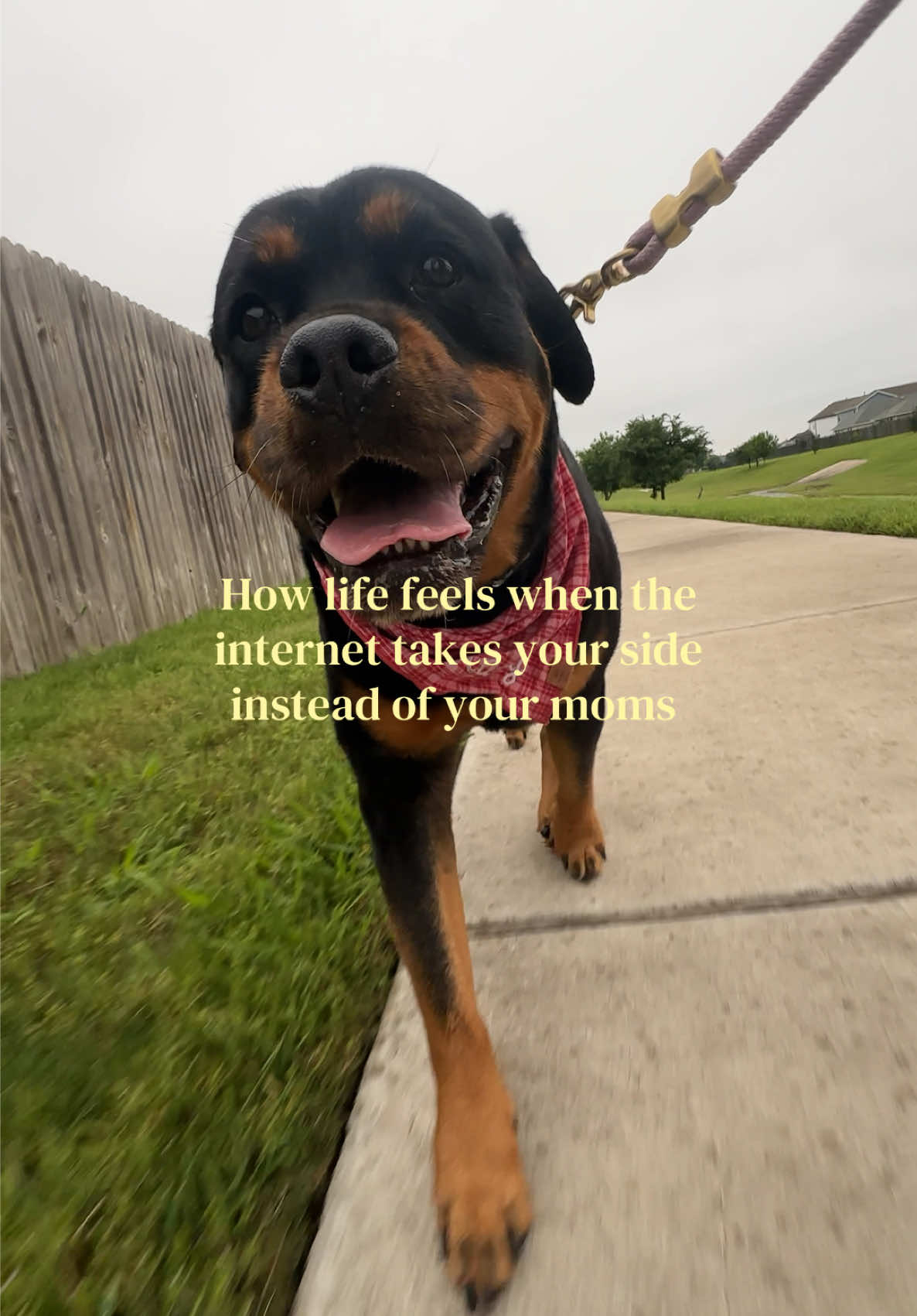 @Kasey the Rottie