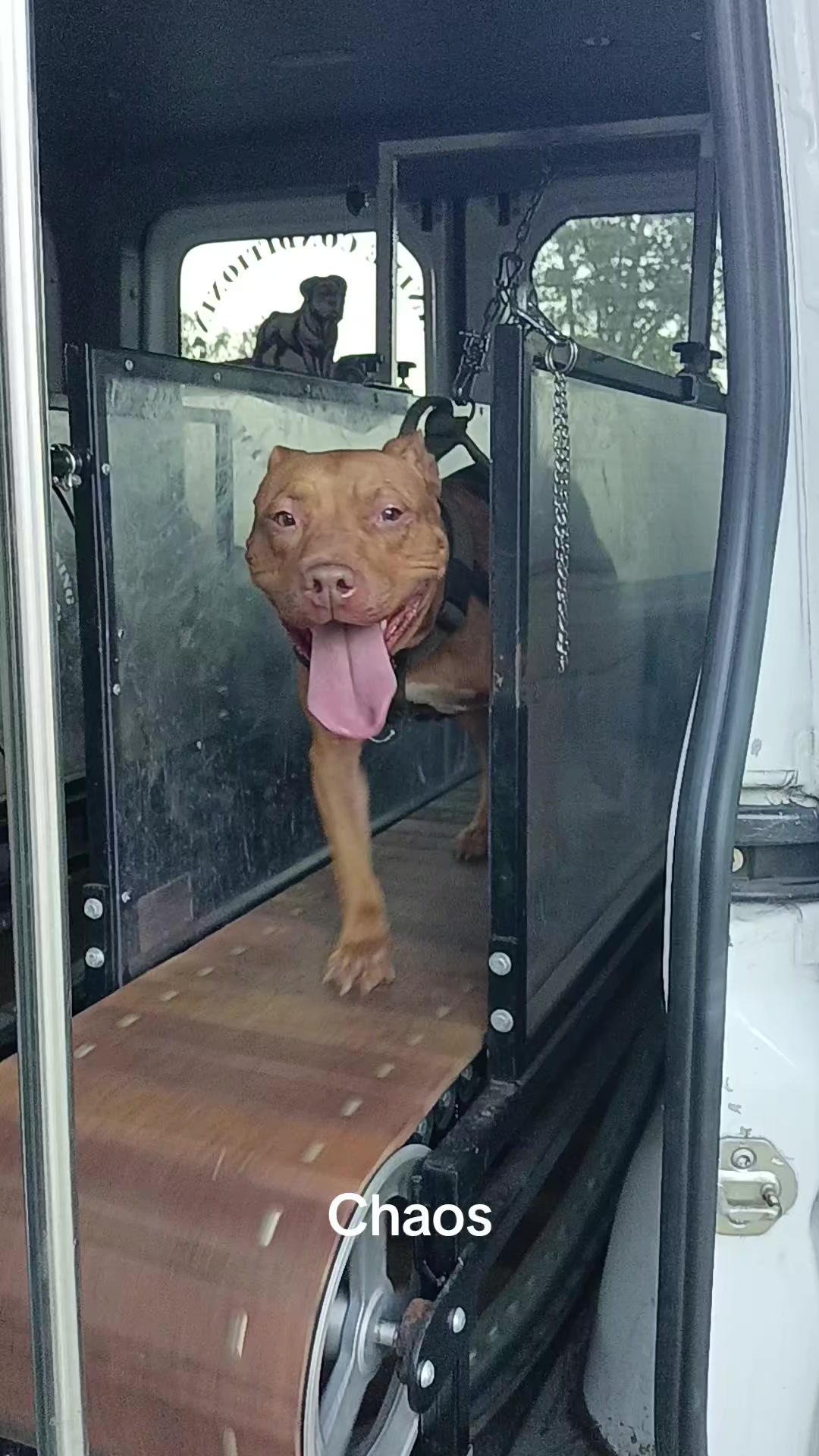 @Canine Conditioning