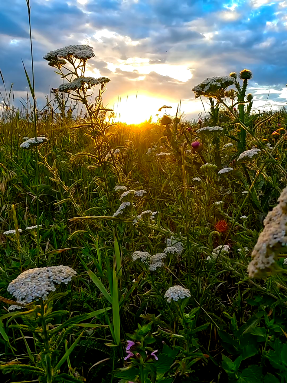 @molfar_23