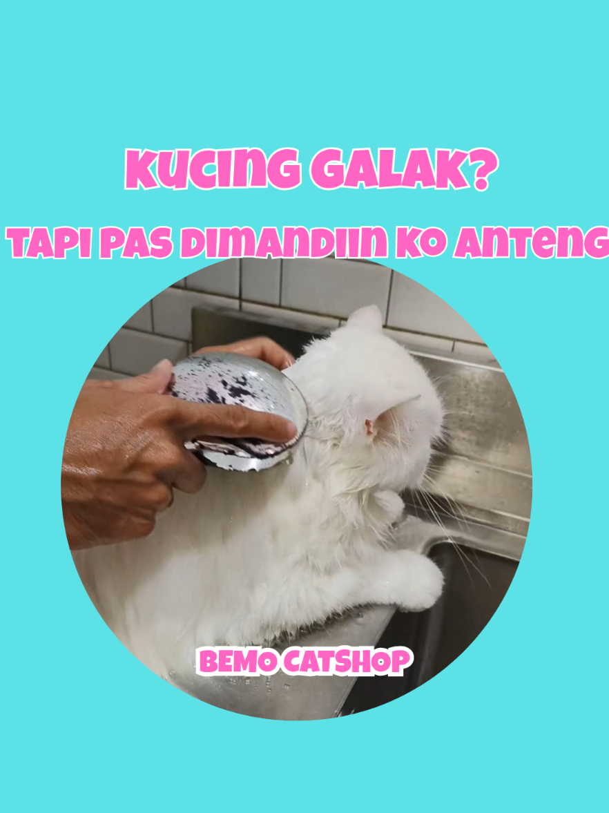 @Bemo Catshop