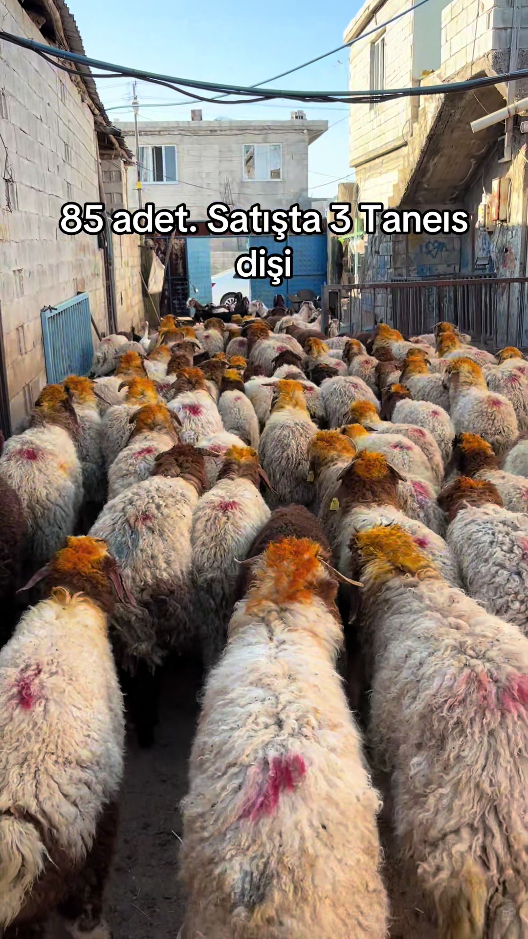 @Ahmet Sönmez