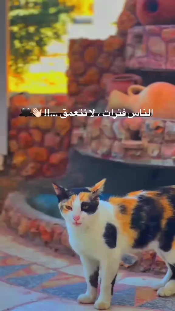 @محمد جرادات
