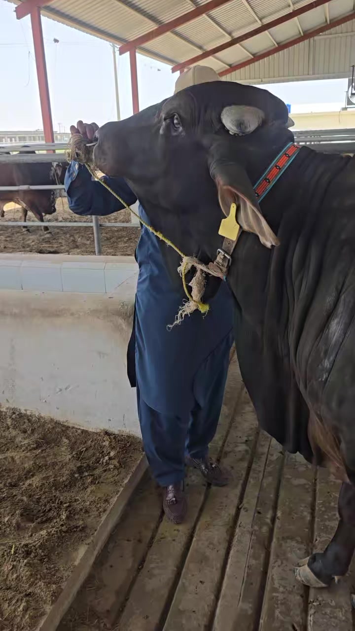 @Waqas Rohi wala