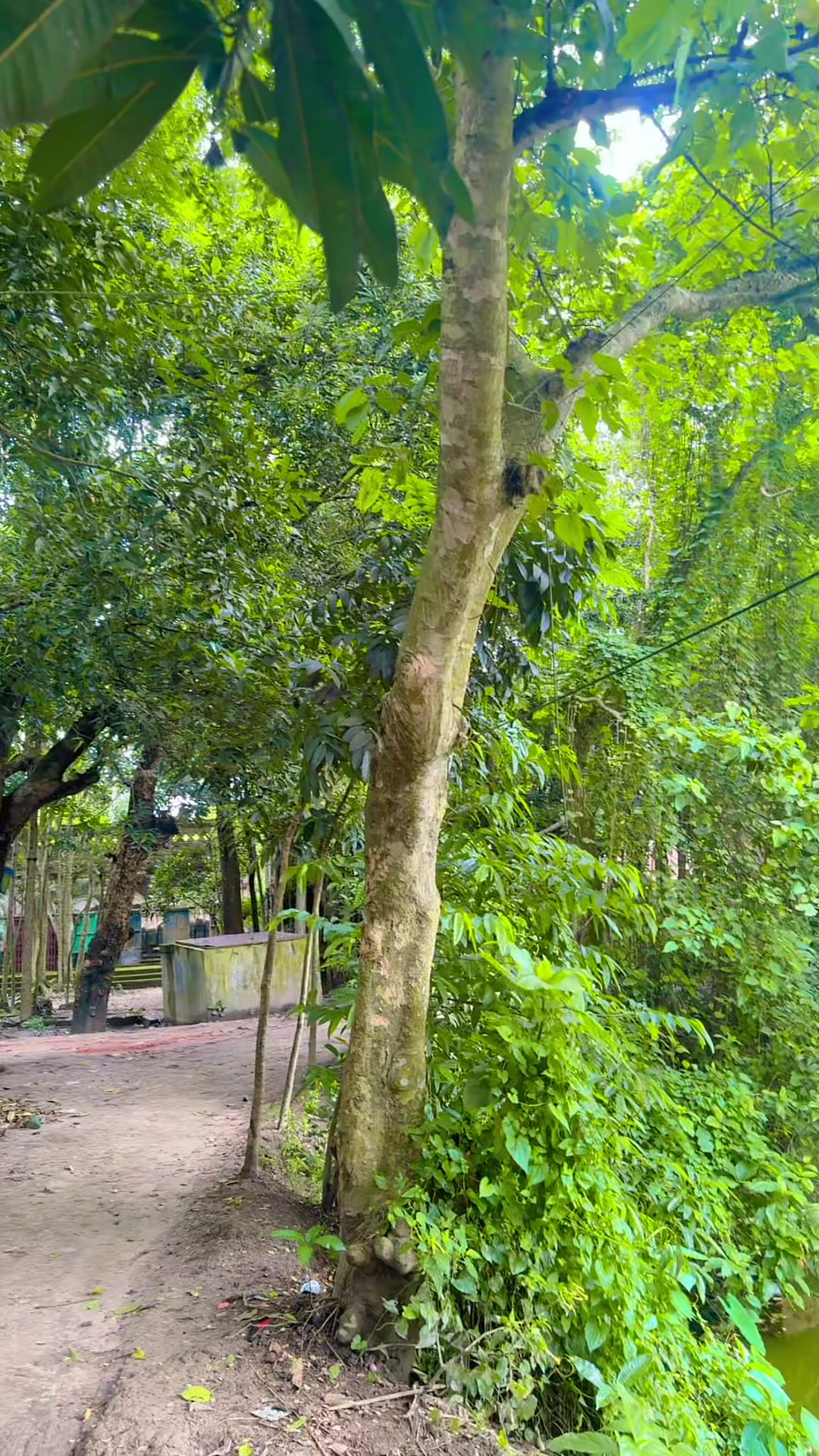@nipabhowmick661