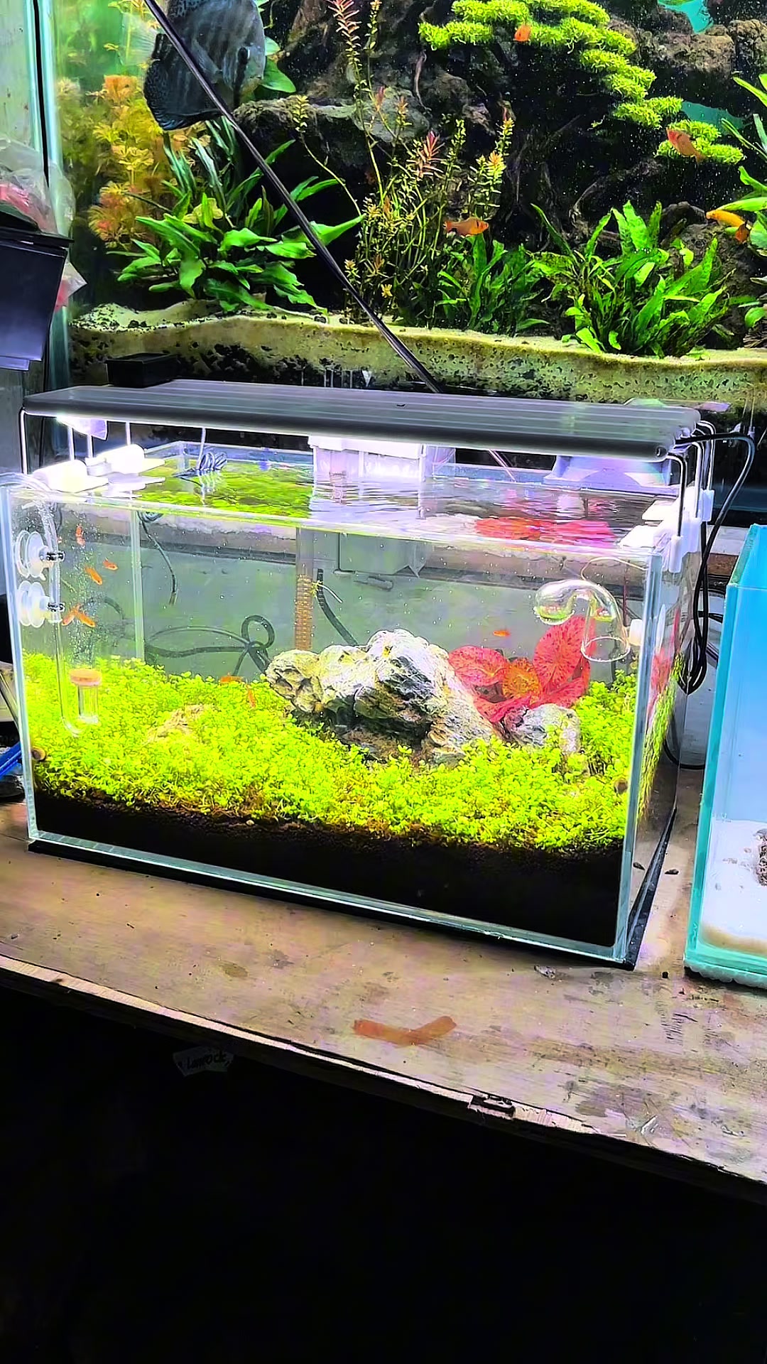 @Rawalumbu Aquatic Design