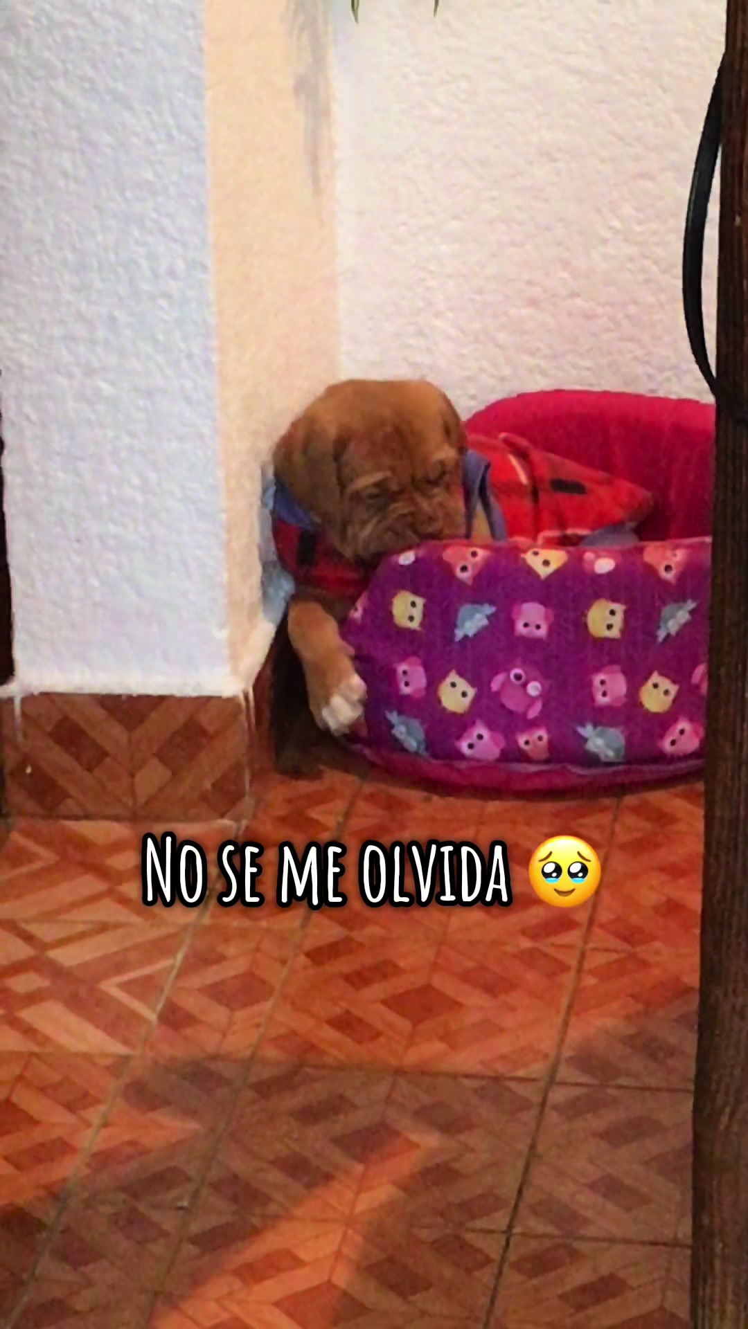 @Gaston el cachorro