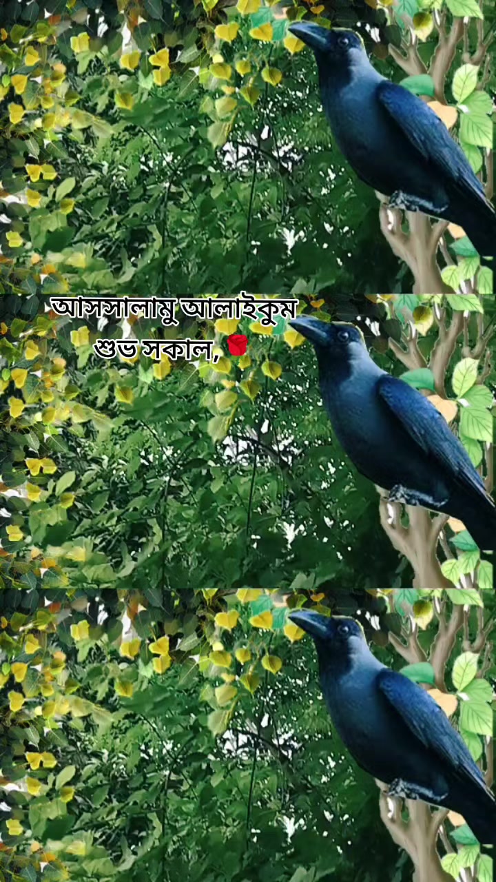 @M+S দুষ্টু কোকিল❤️🐦❤️