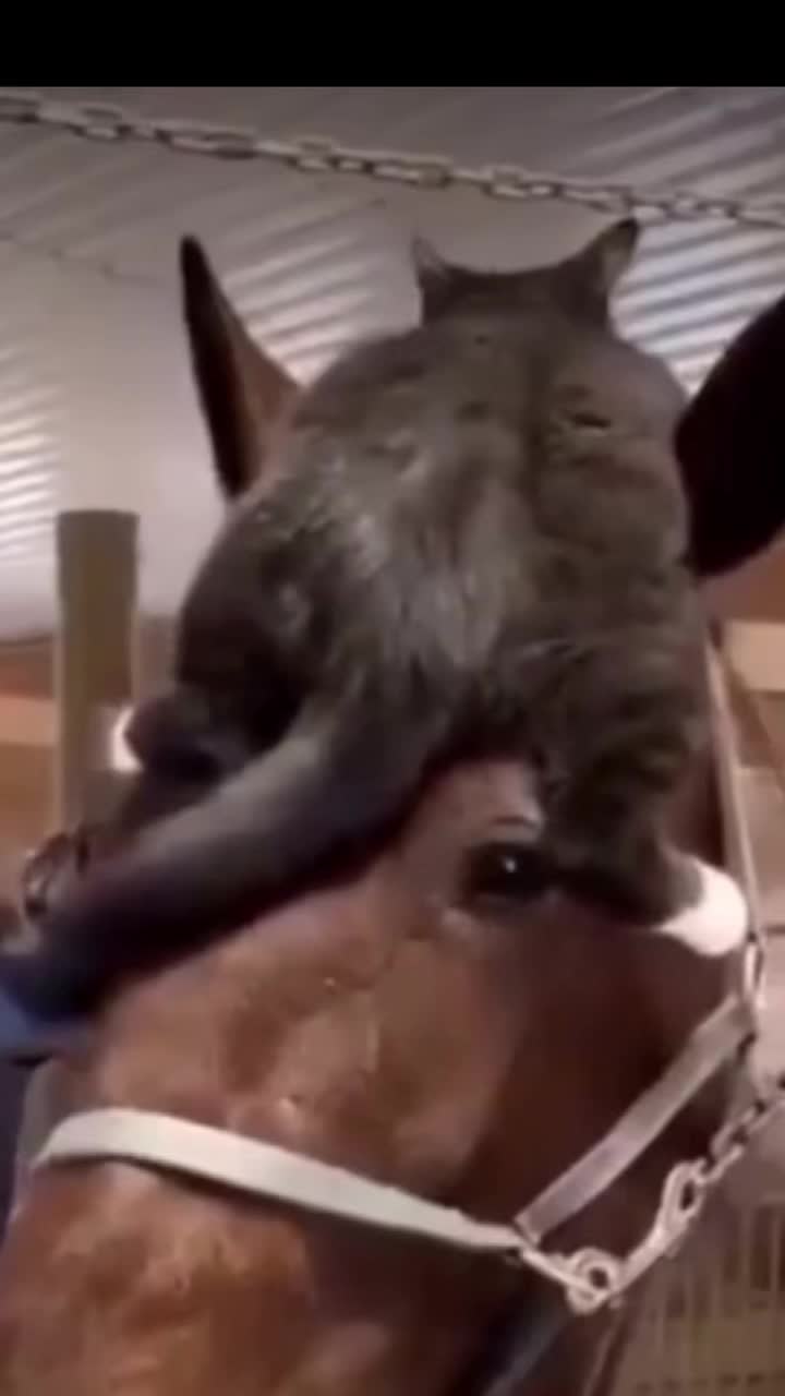 @🏇🏻 нorѕe rιdιng 🏇🏻
