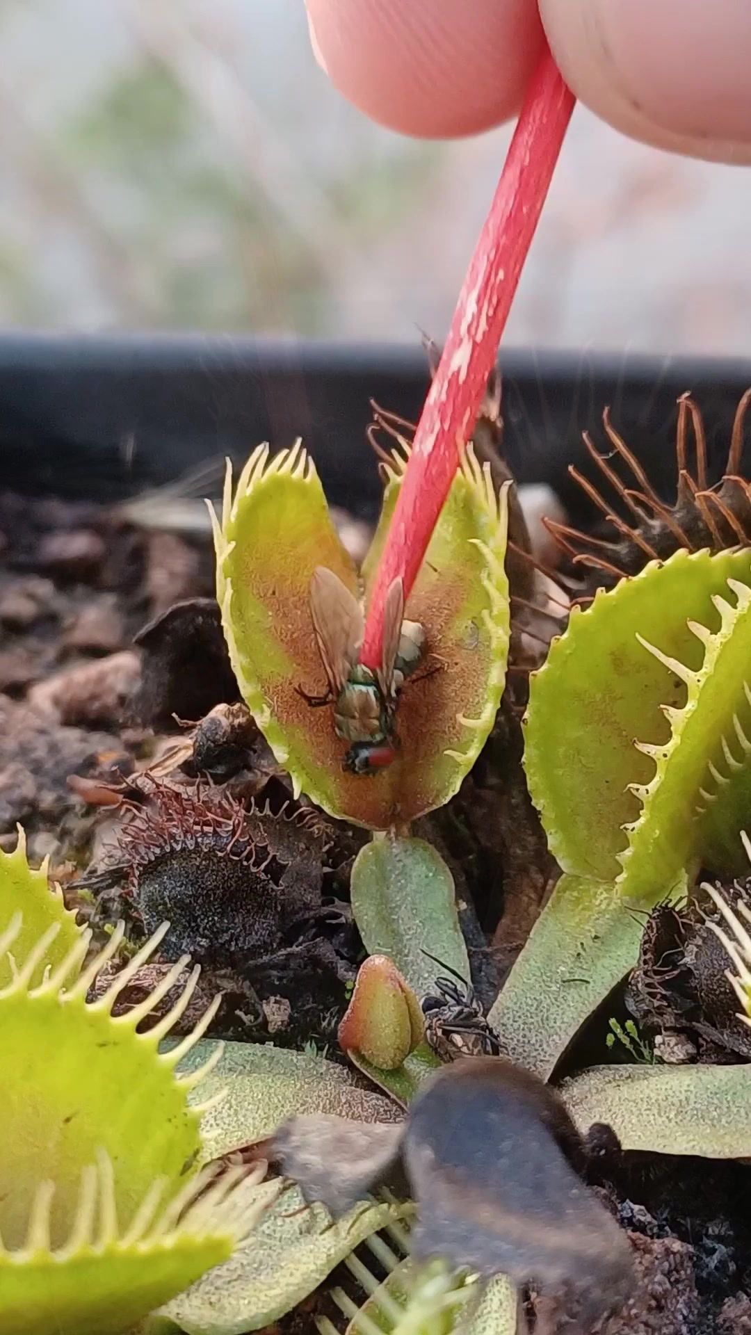@Logs Plants