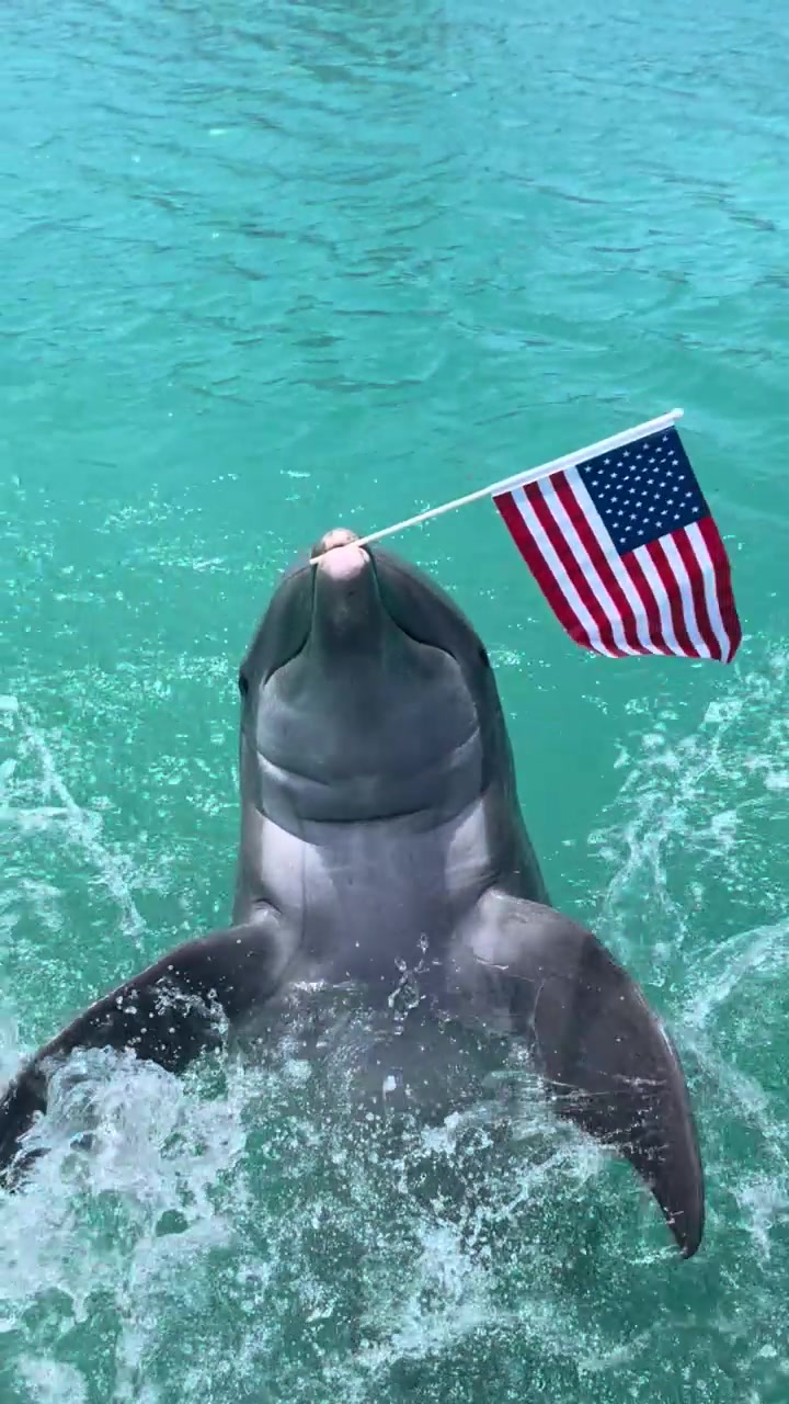 @dolphinconnection