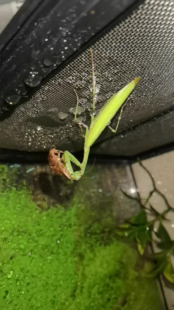 @angry_spider
