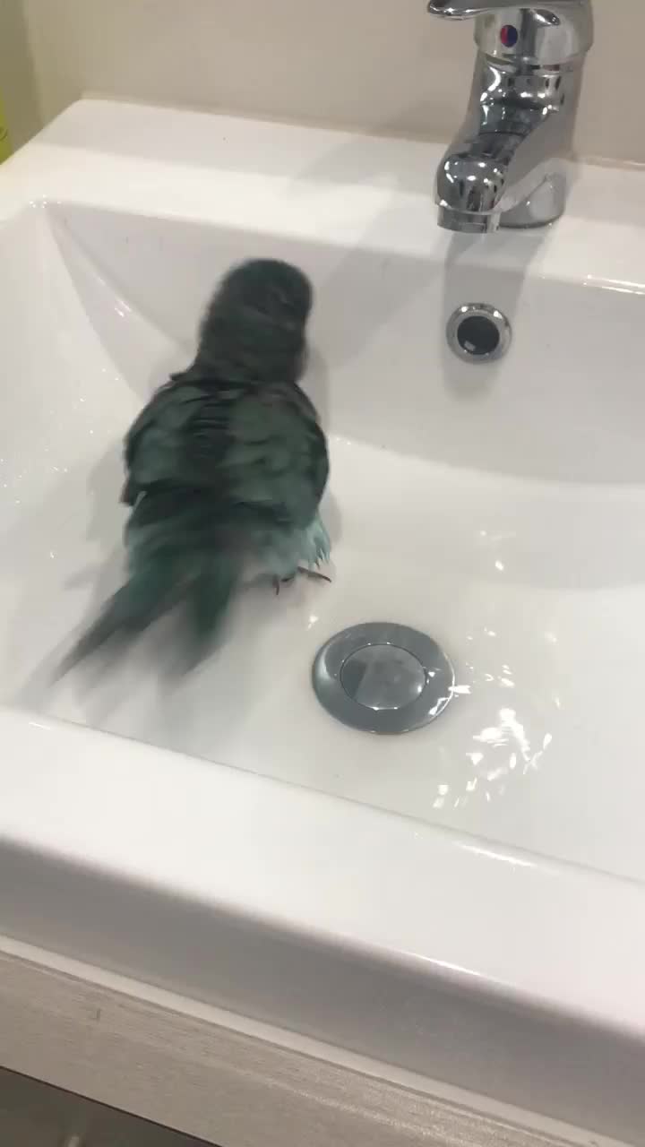 @Funnyparrotboys