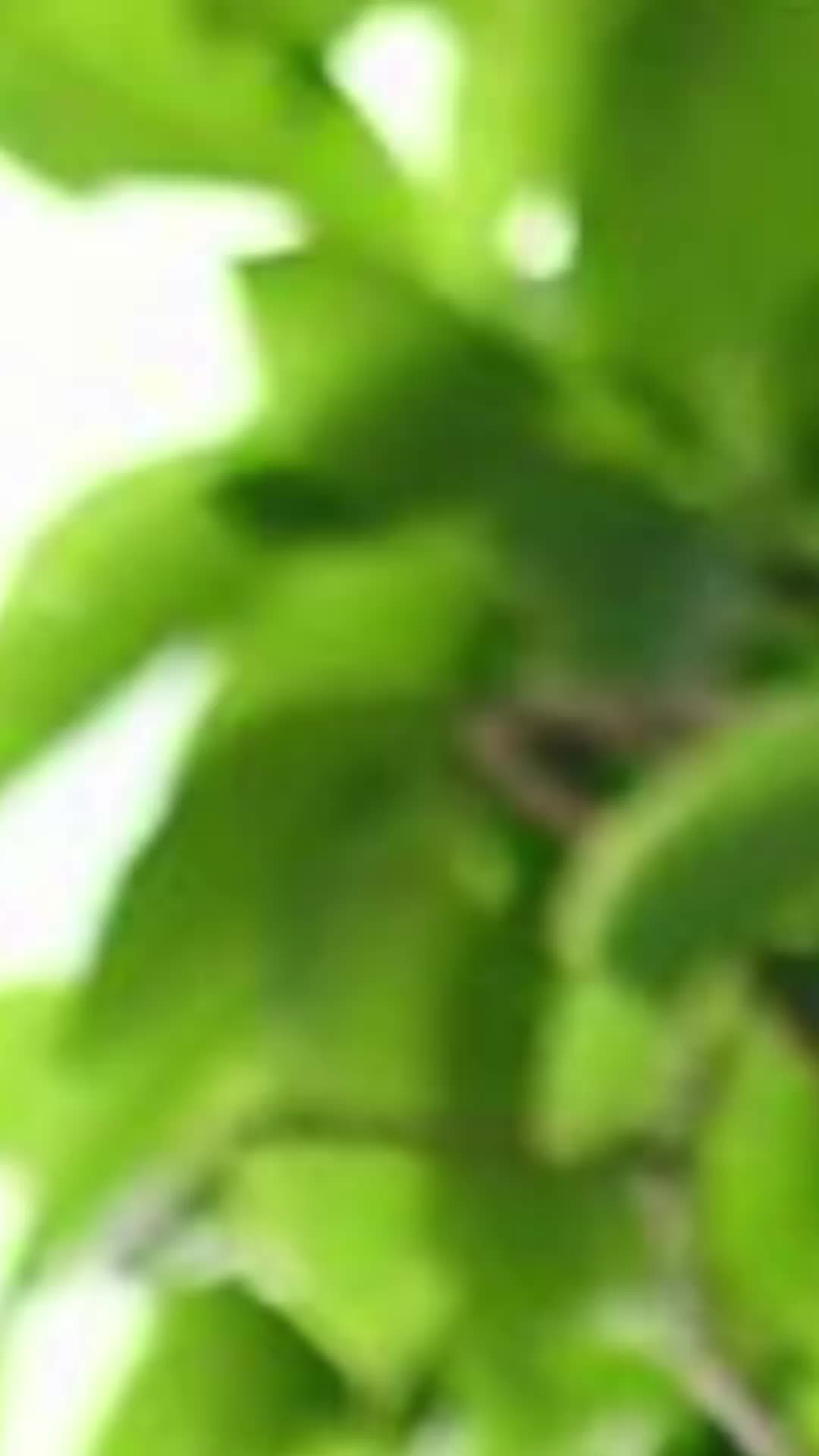 @kanxii thing