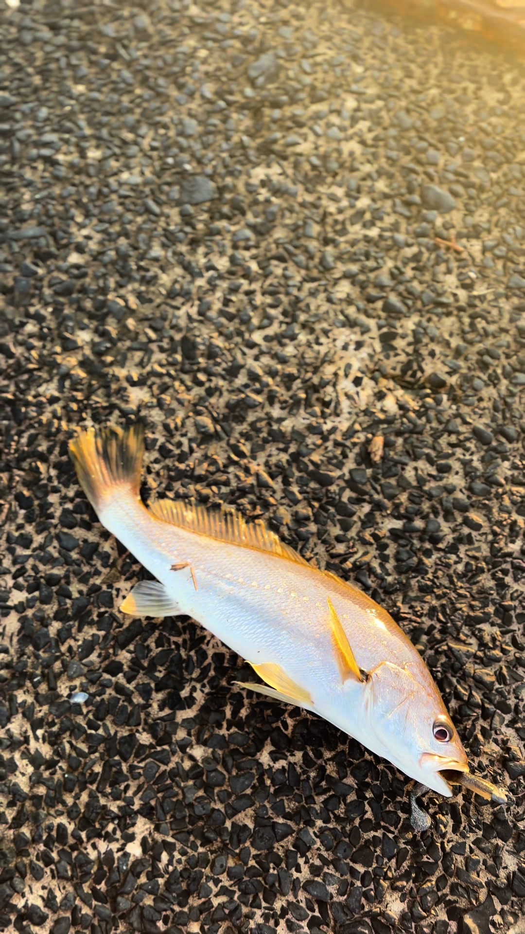 @Angus Gover Fishing