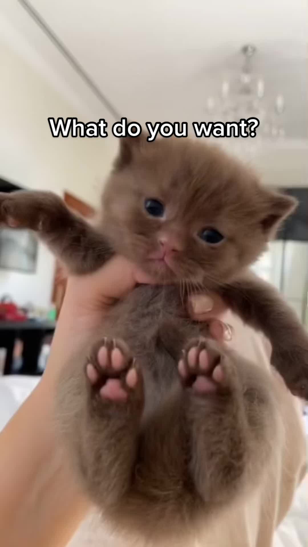 @KittenMitten