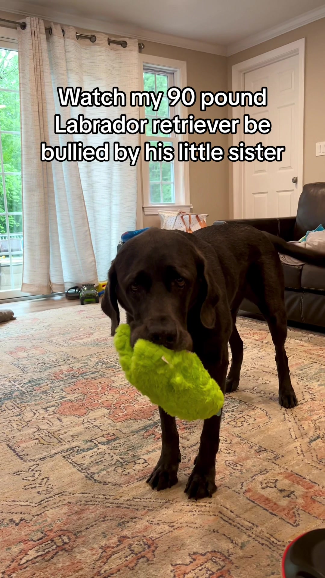 @Adventures of Gunner & Cookie