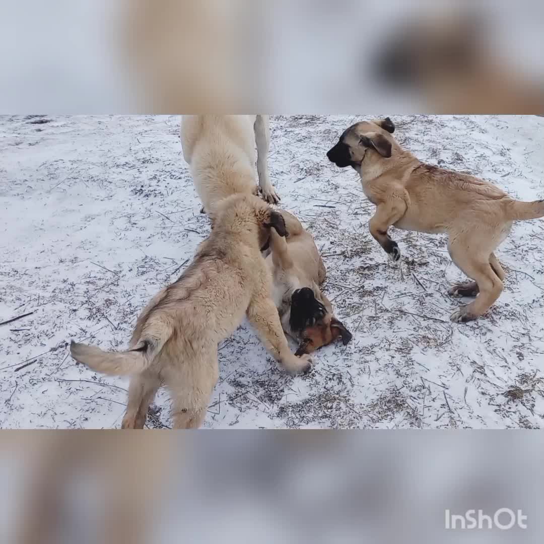 @Сашуля Милашка