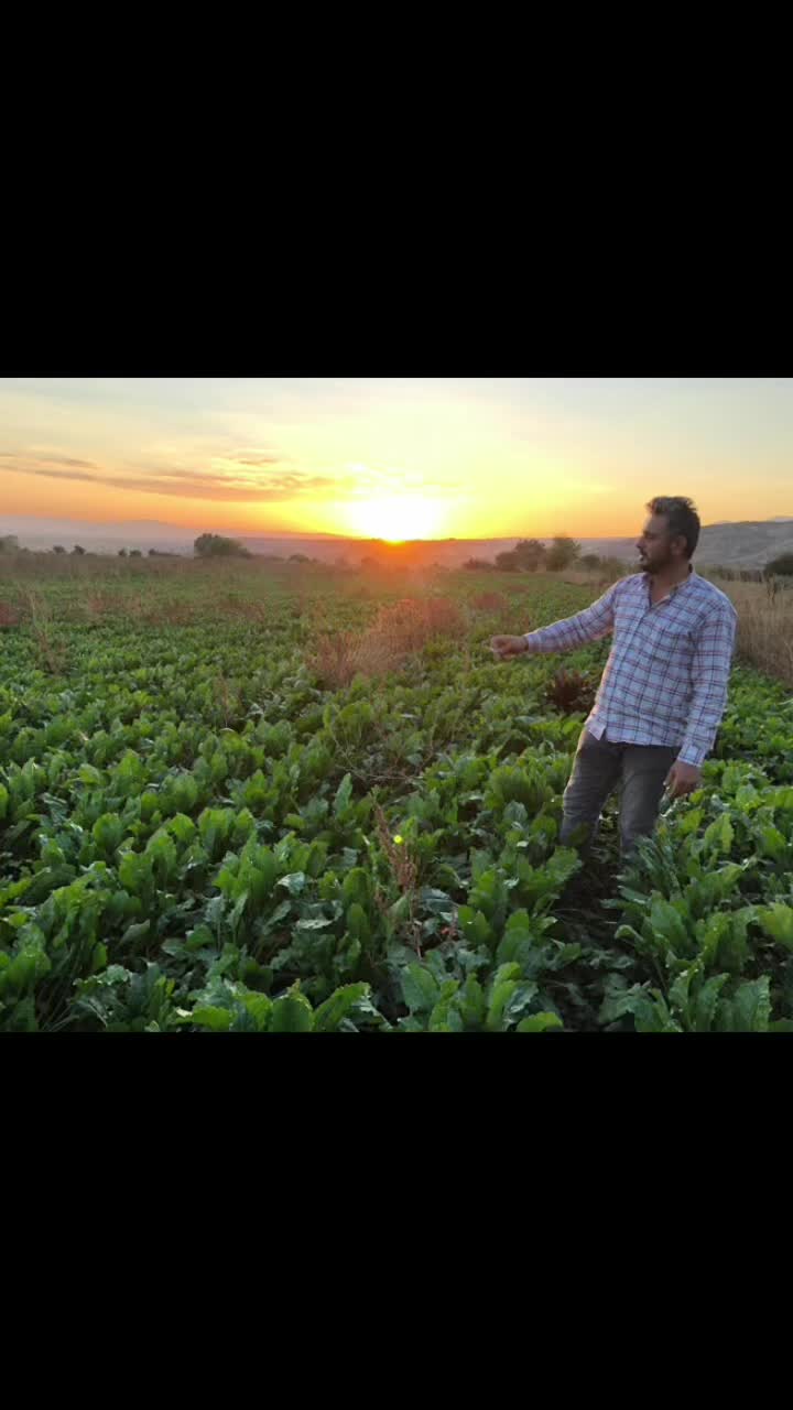 @Hüseyin Köseoğlu (HKlivestock)