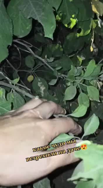 @Инзилечка