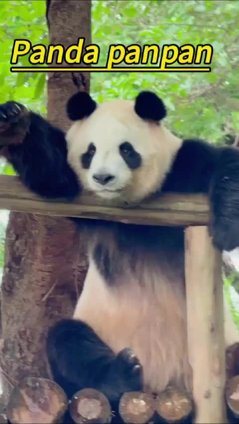 @Many pandas