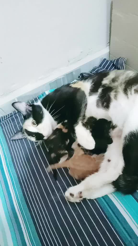 @Hatice (G&Uuml;NEŞ) Susal
