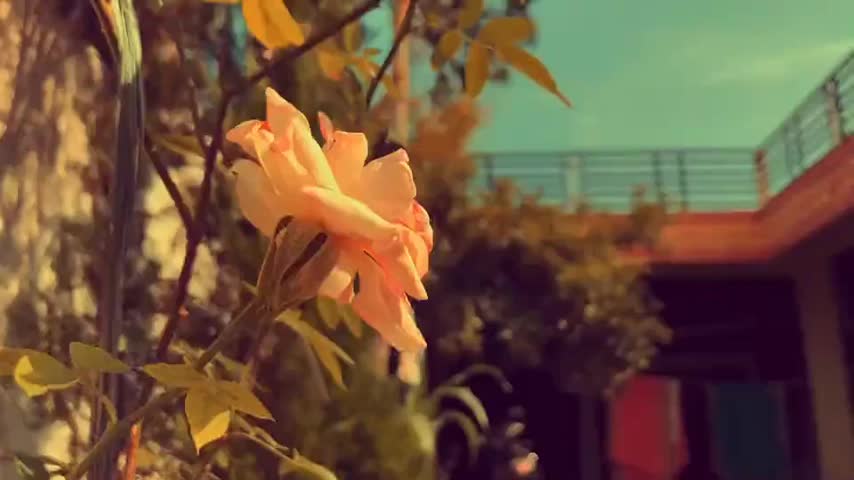 @mr yashu 31