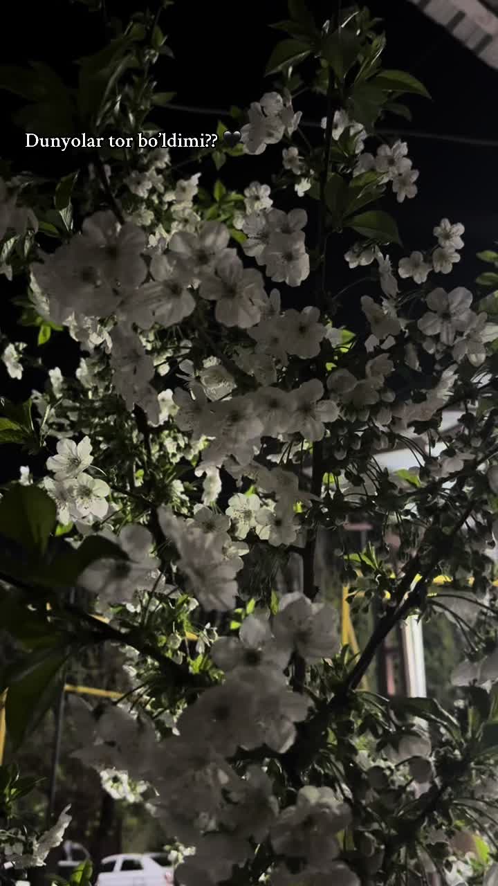 @Shokhabbos