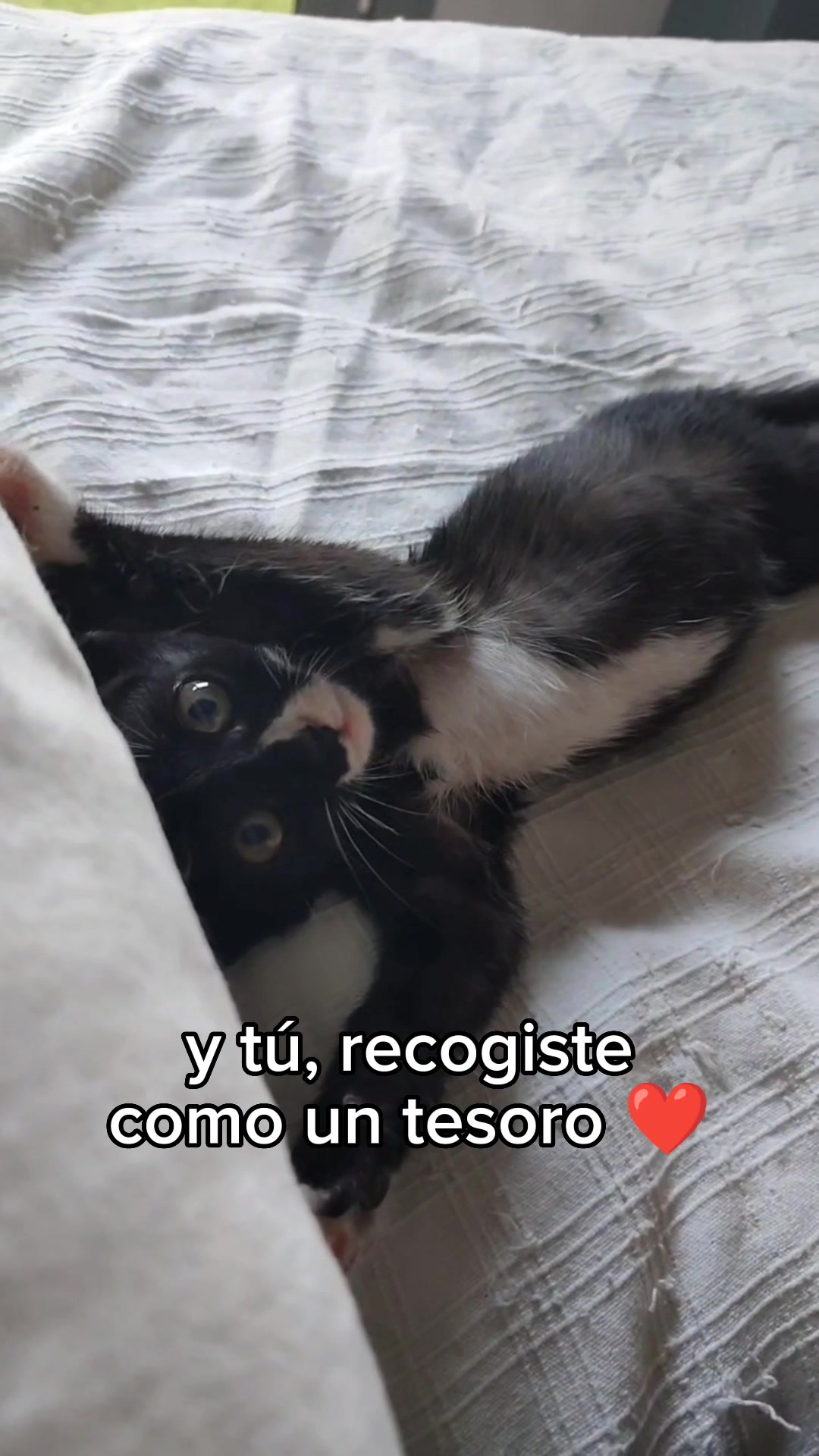 @Cooper, Arya, Aru y Sully 🐾