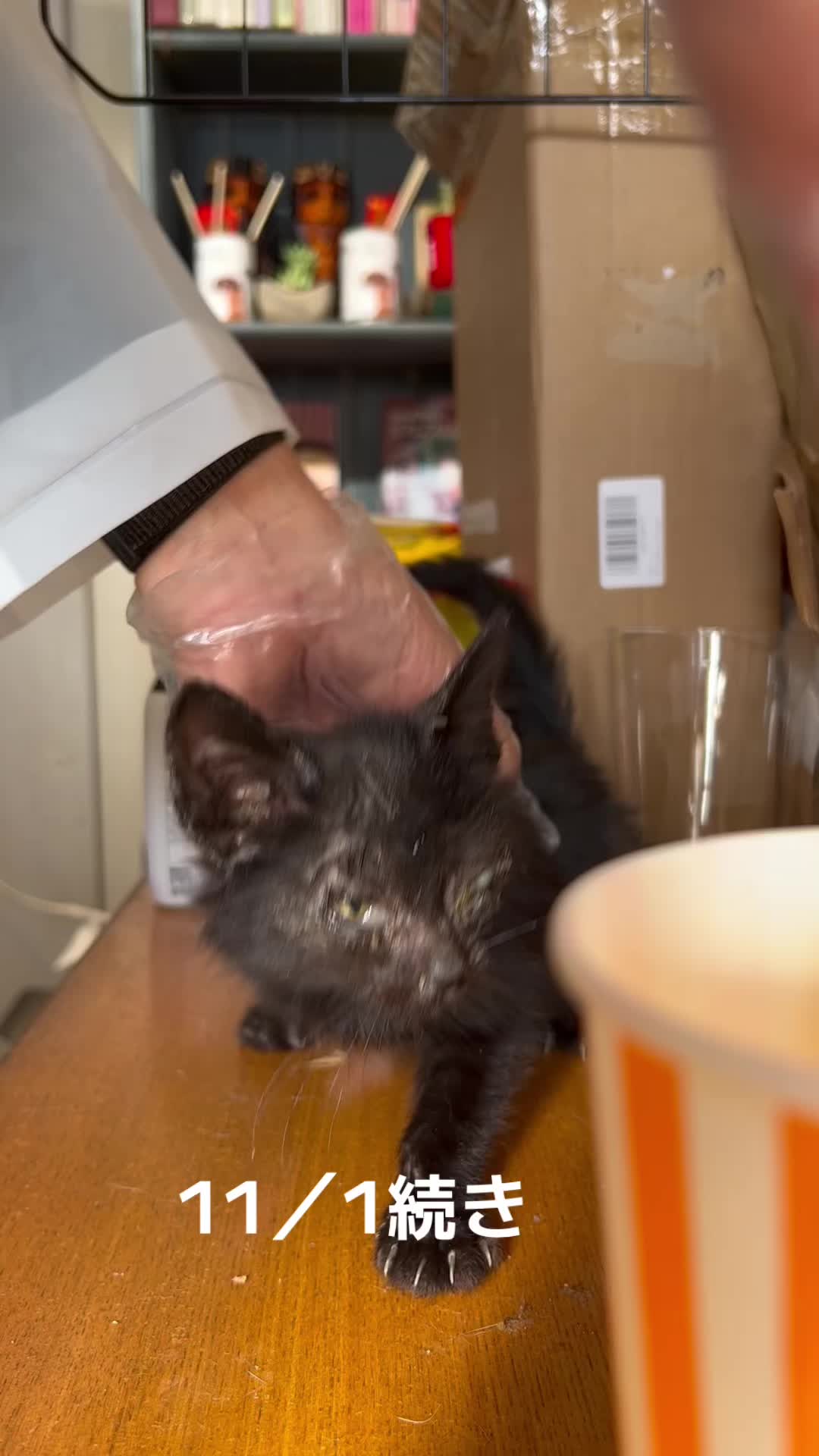 @とのひかる🐾🐈🐈⬛🐾