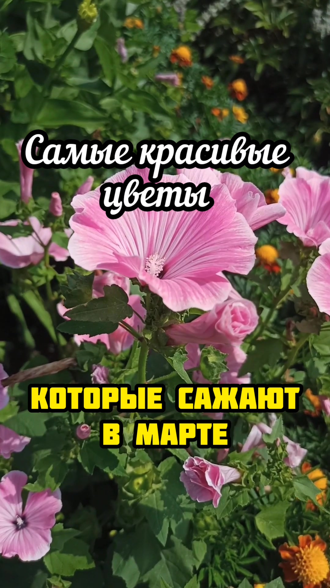 @Sad