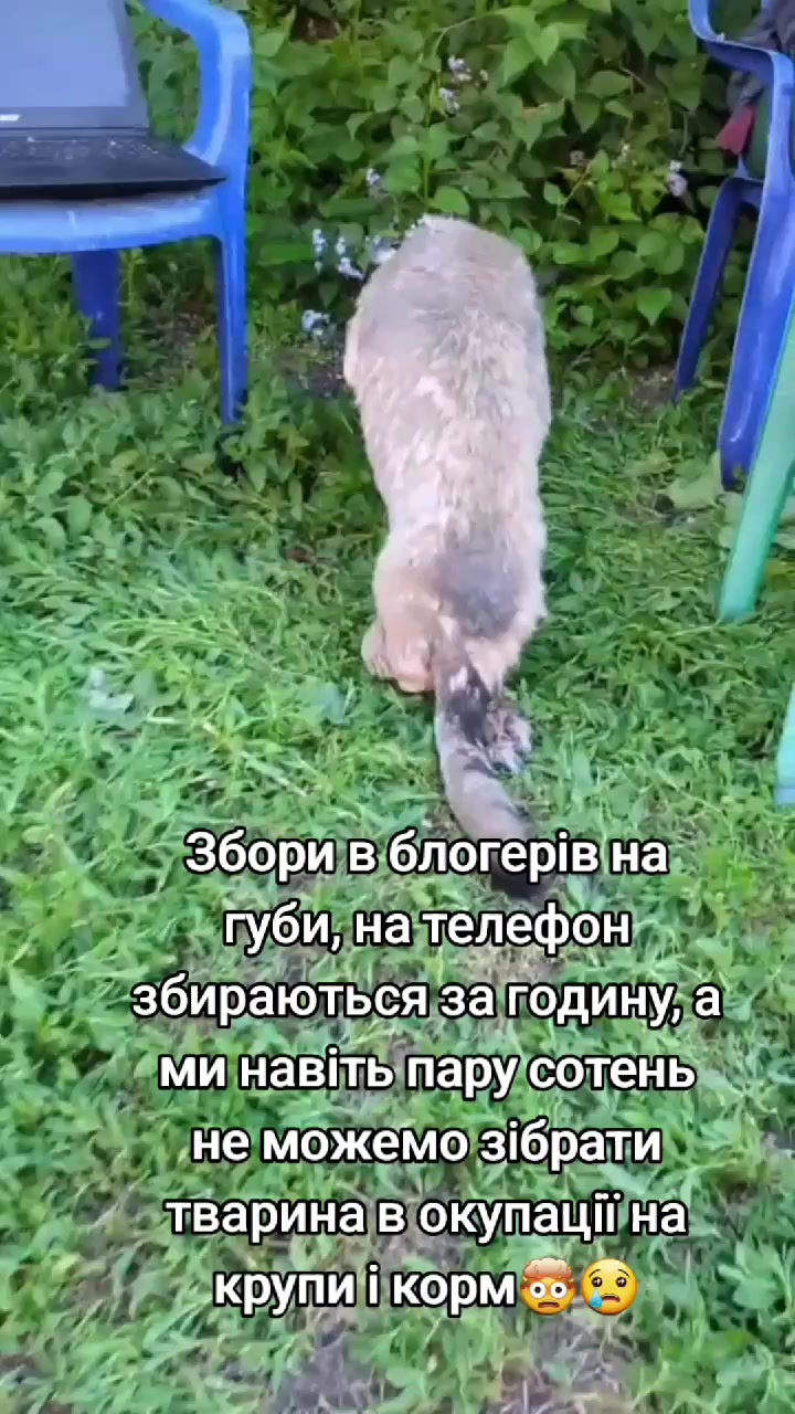 @tvarinkidobra