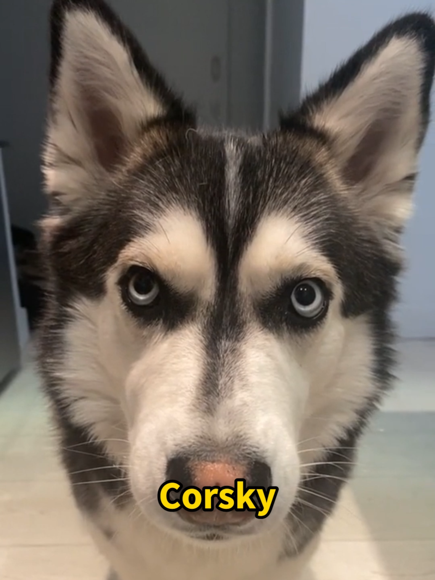 @Mi Mascota Feliz
