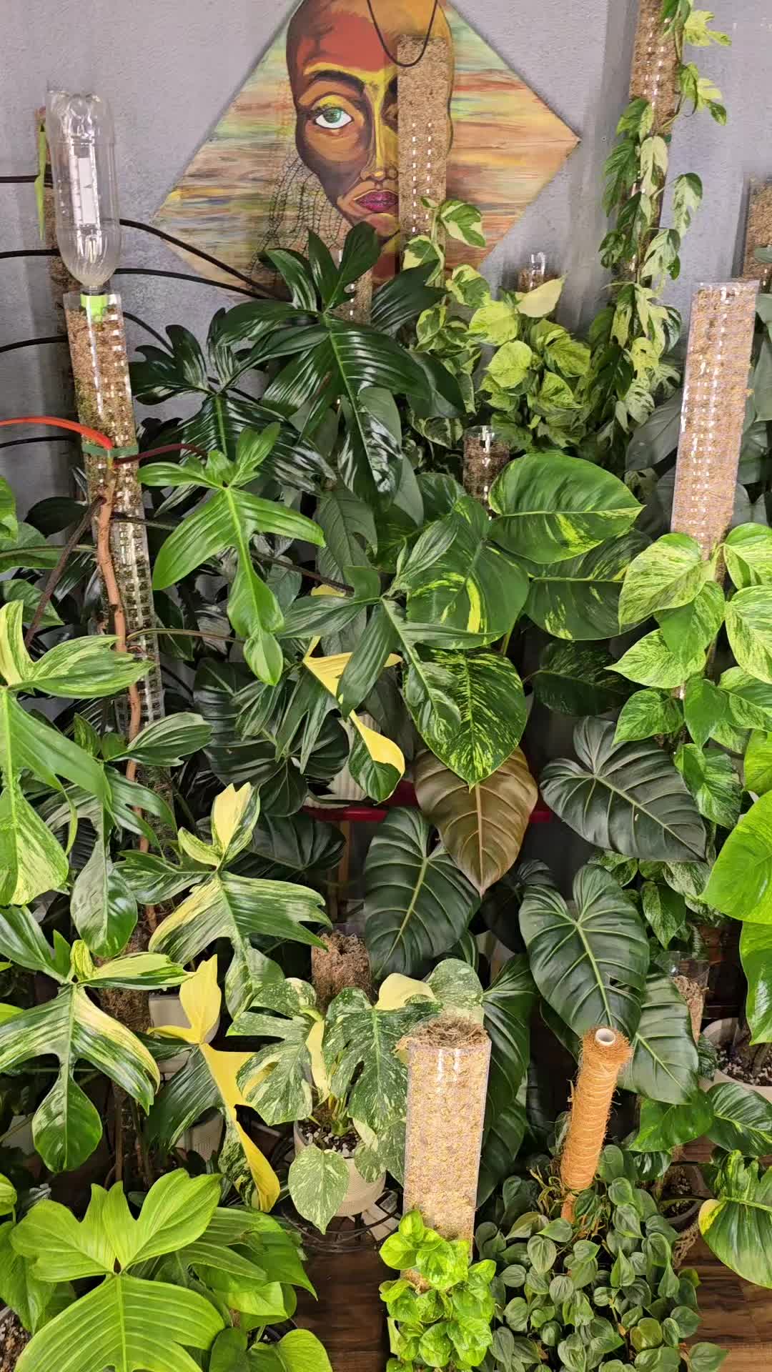 @JT - BigEGOPlants