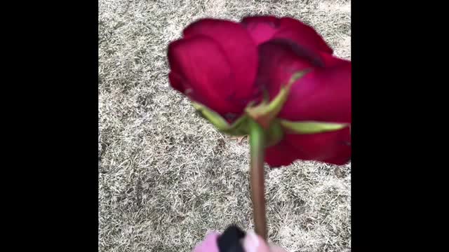 @ⒶⒺⓈⓉⒽⒺⓉⒾⒸⓈ🌺🌺