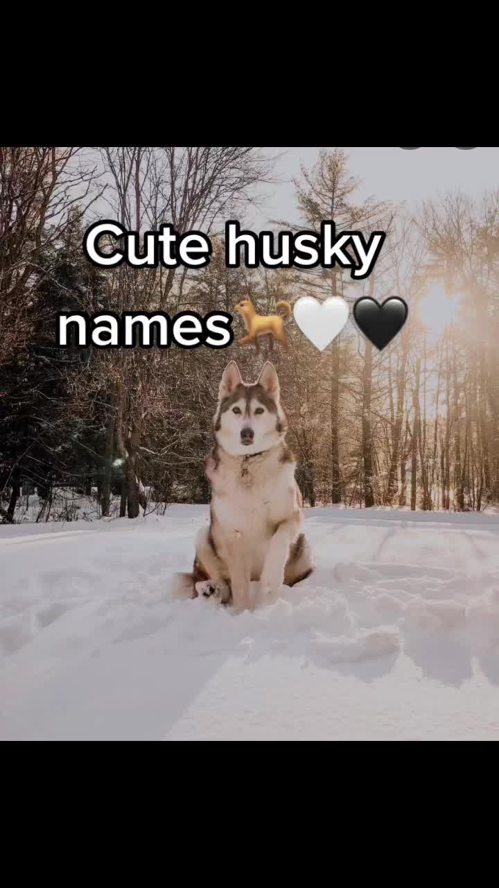 @Cute pet names