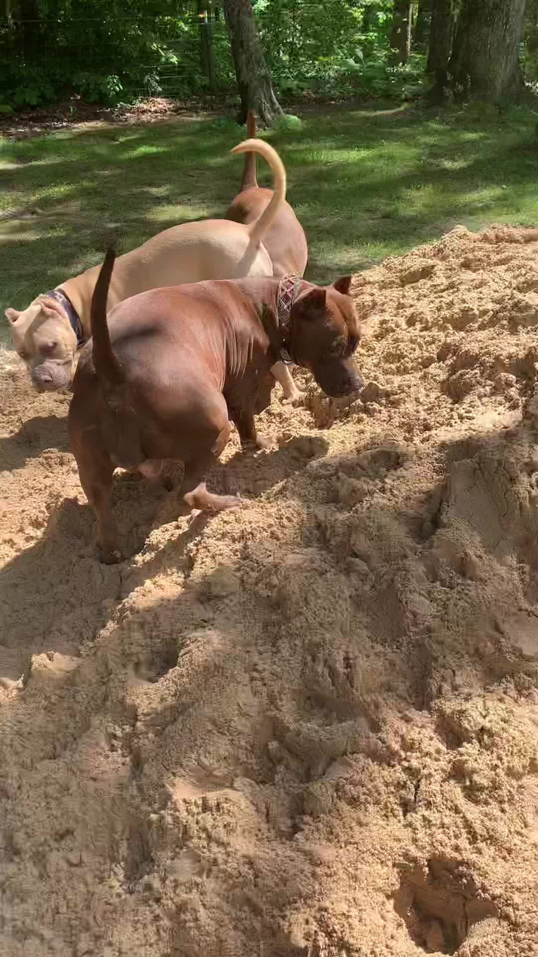 @Mount_Ruckus_Kennels