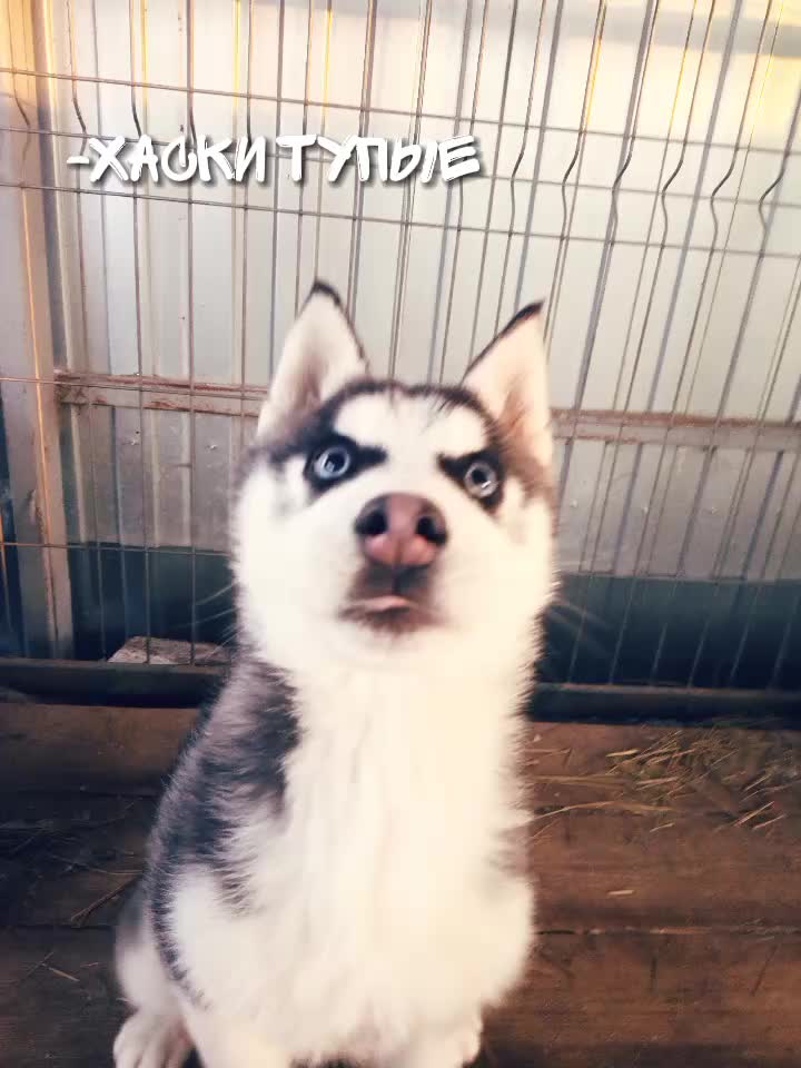 @просто Майа 💗