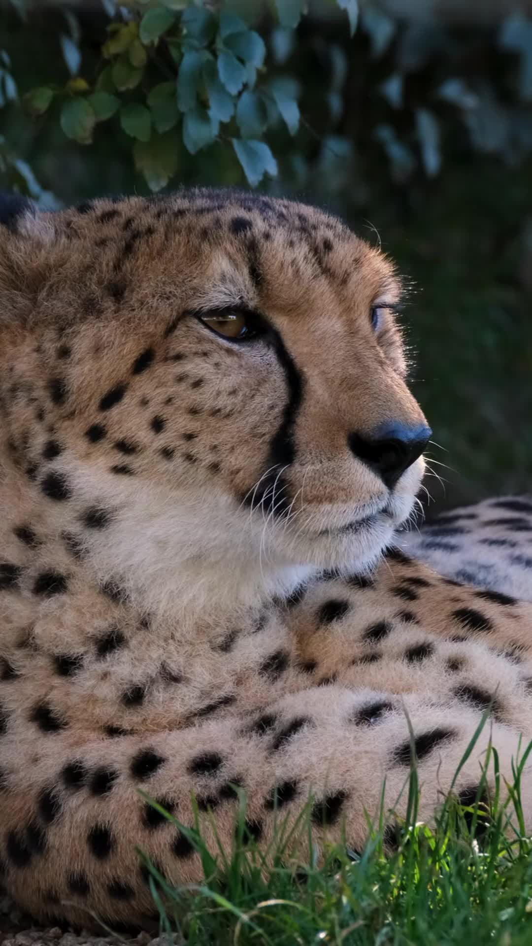 @factsanimal0