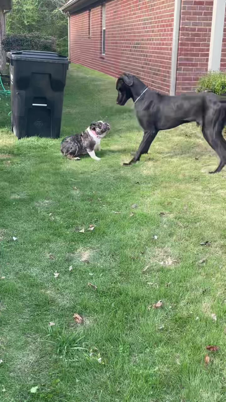 @BulldogMafiaGroup