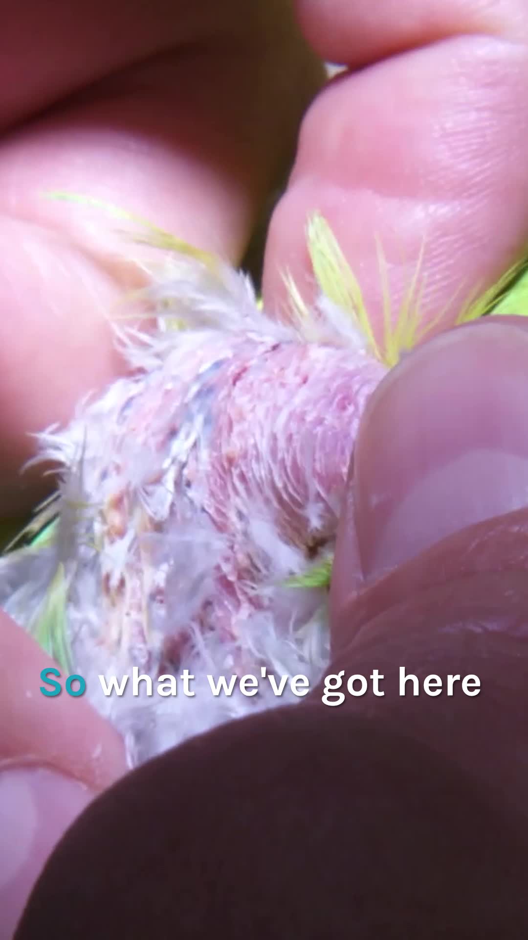 @Bondi Vet
