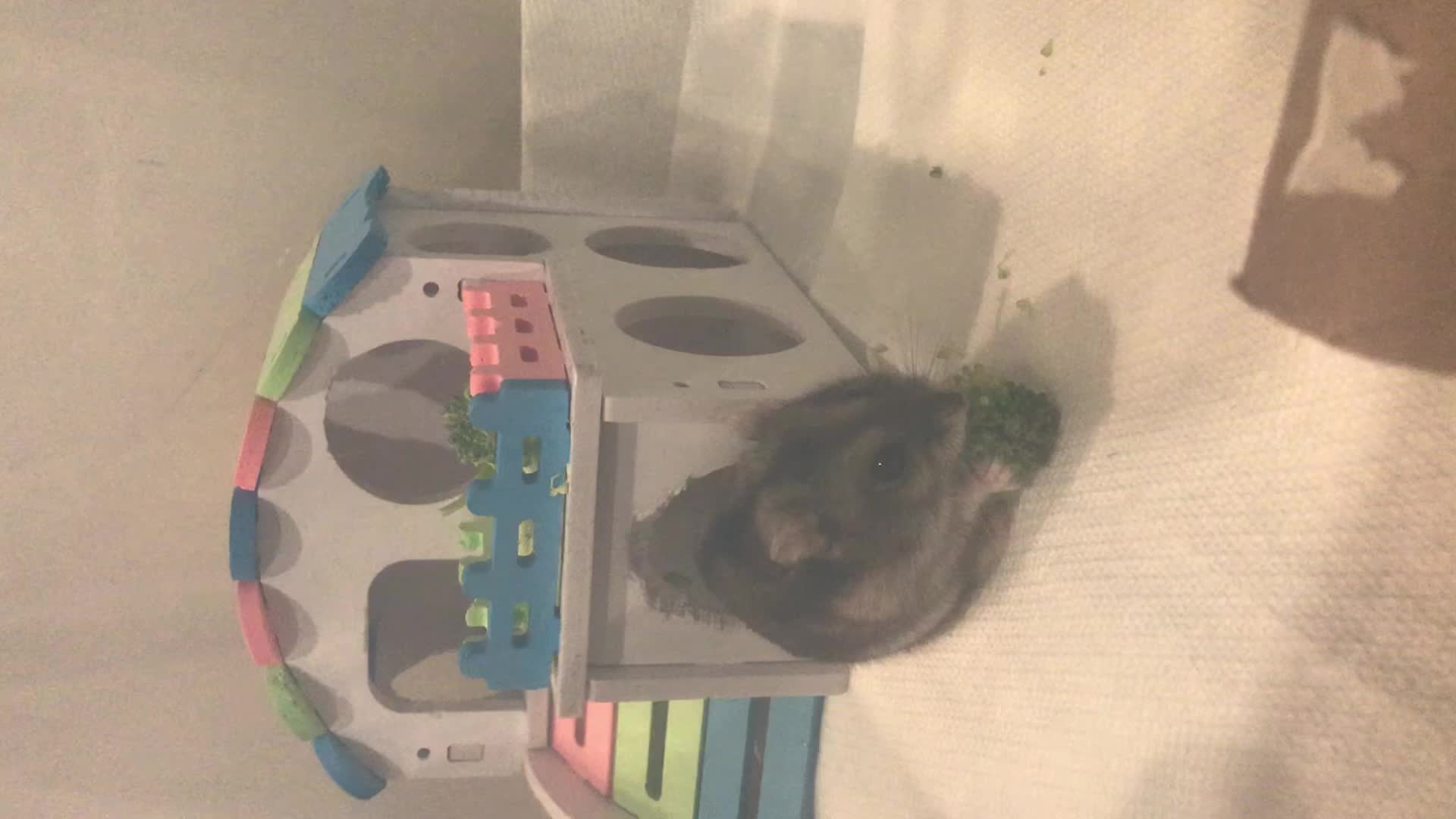 @Cute Singapore Pets