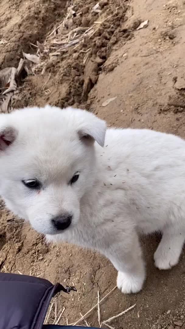 @Cute_Puppy_01