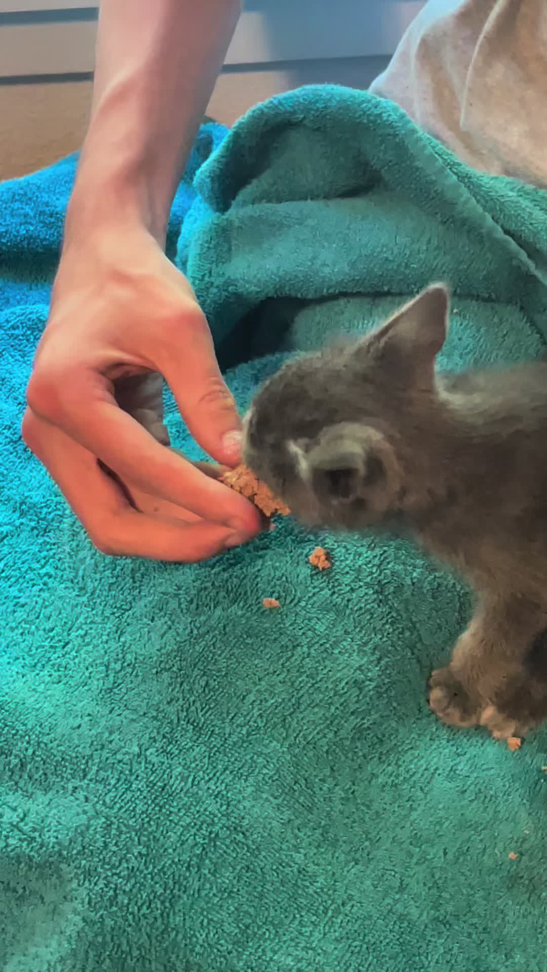 @motel cats
